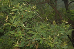 Acacia ferruginea